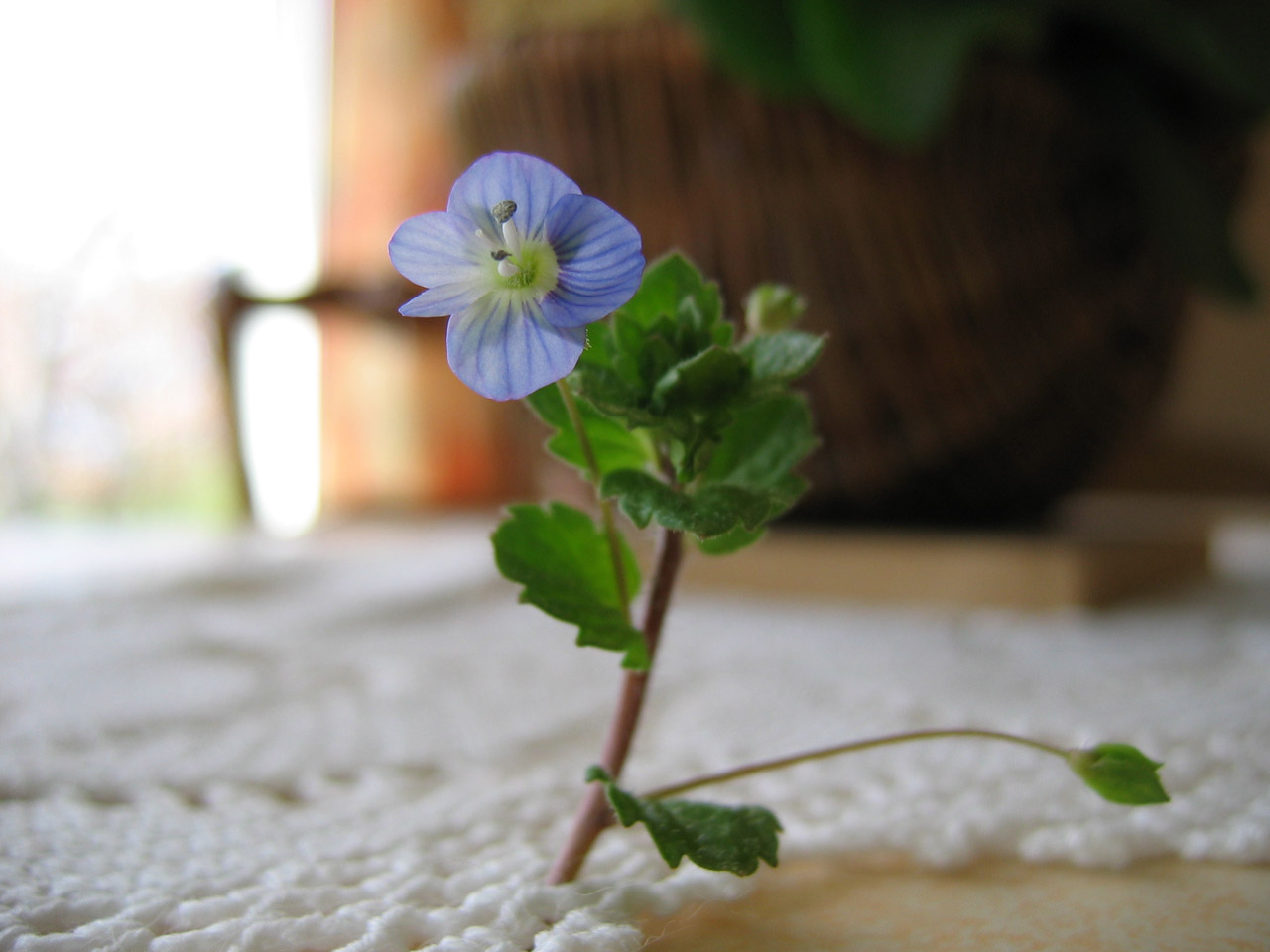 Une photo d'une très jolie petite(environ 5mm de diamètre) fleur bleue sur un napperon avec un panier fleurie en arrière plan très flou
